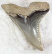 Very Large Hemipristis Shark Tooth Fossil #33939-1